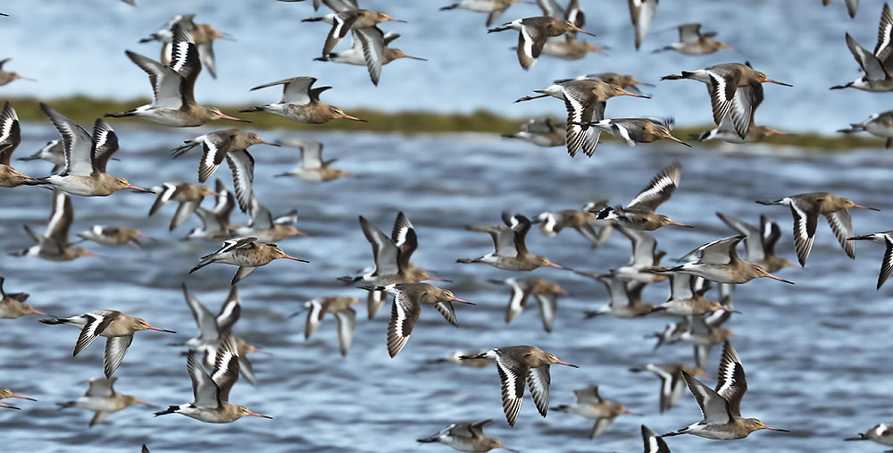 black-tailed godwits